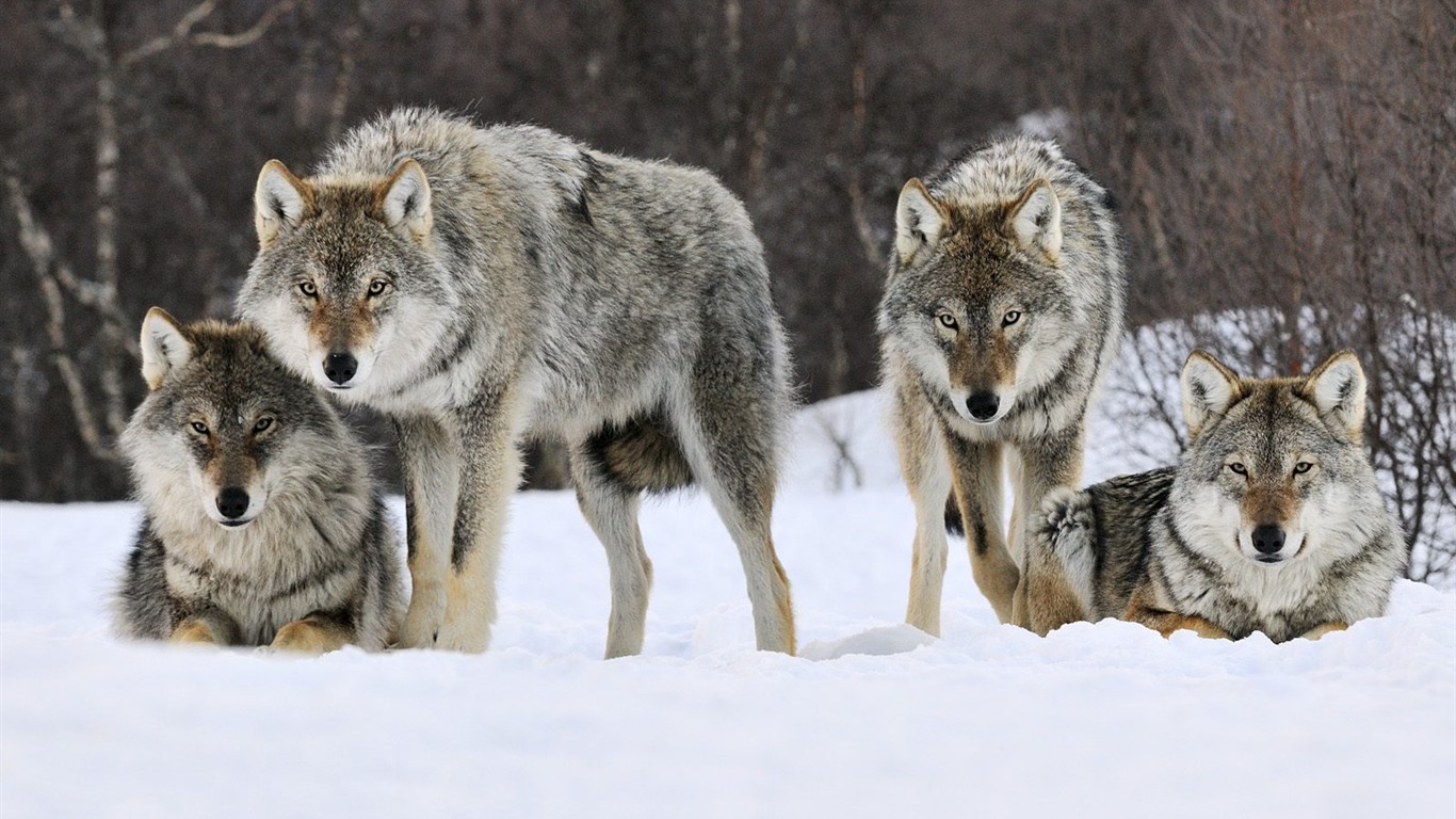 Animal Wallpaper Collection (20) #2 - 1366x768