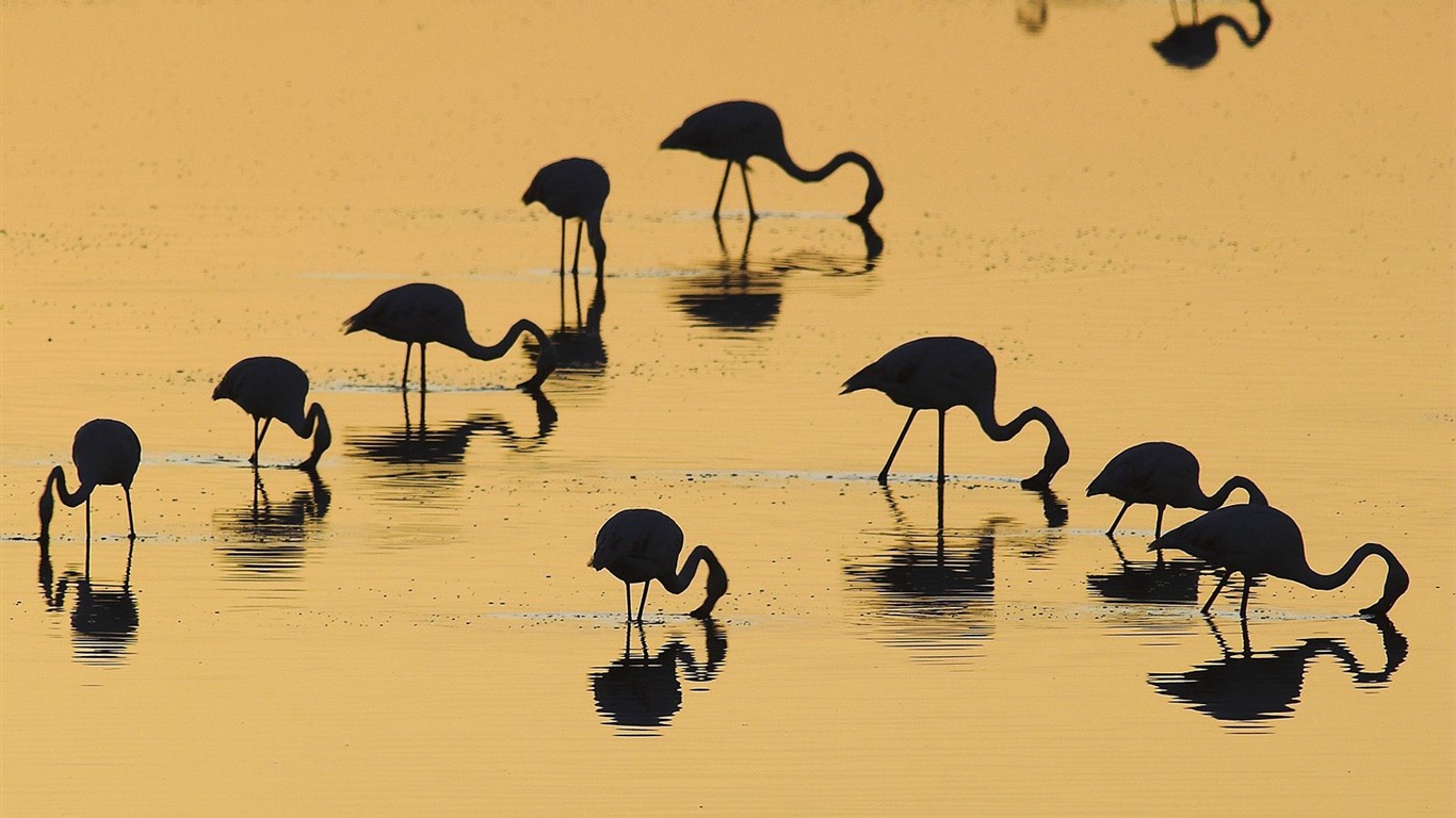 動物壁紙合集(20) #3 - 1366x768