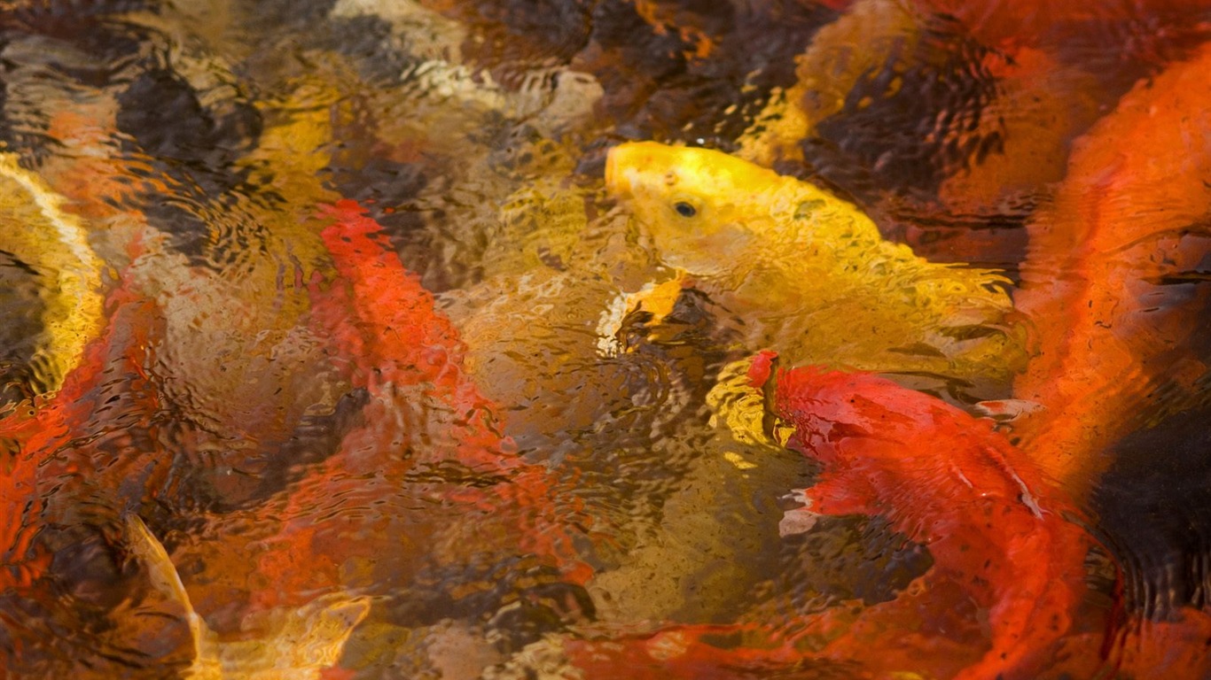 動物壁紙合集(20) #7 - 1366x768