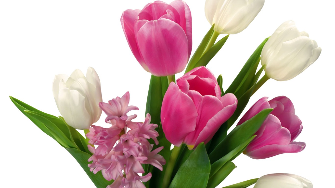 Tulip tapety album (2) #1 - 1366x768