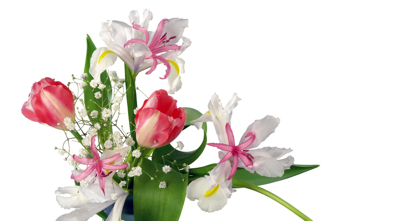 Tulip tapety album (2) #2 - 1366x768