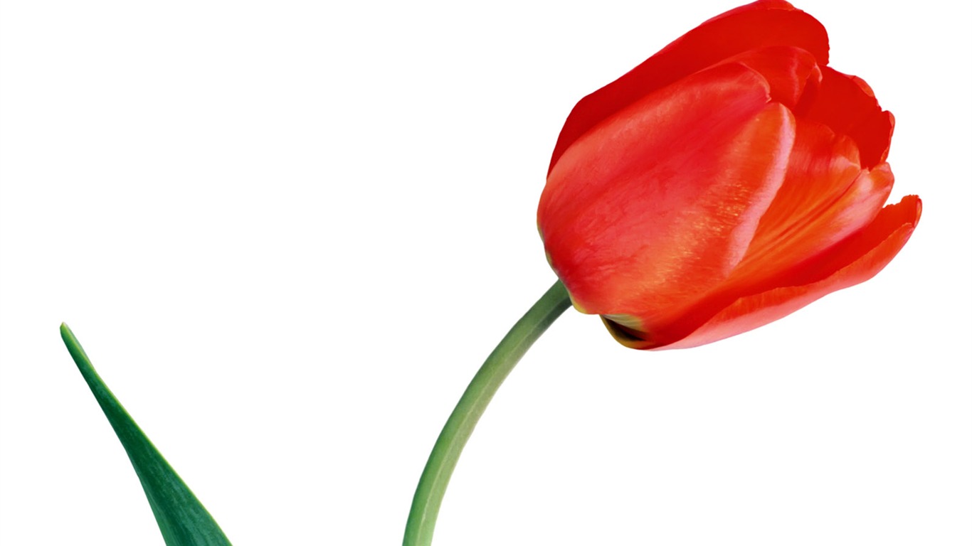 Tulip tapety album (2) #7 - 1366x768