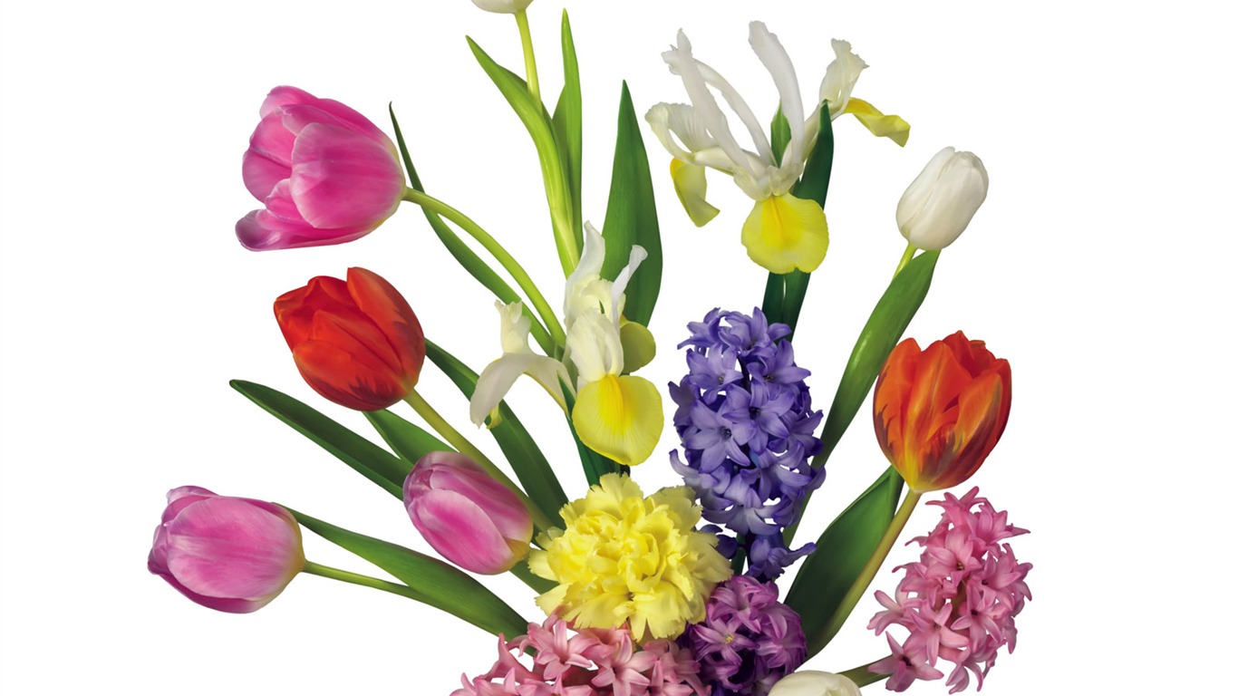 Tulip tapety album (2) #16 - 1366x768