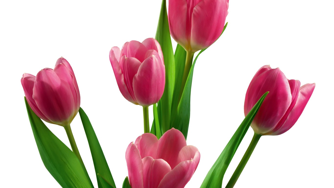 Tulip wallpaper album (2) #18 - 1366x768