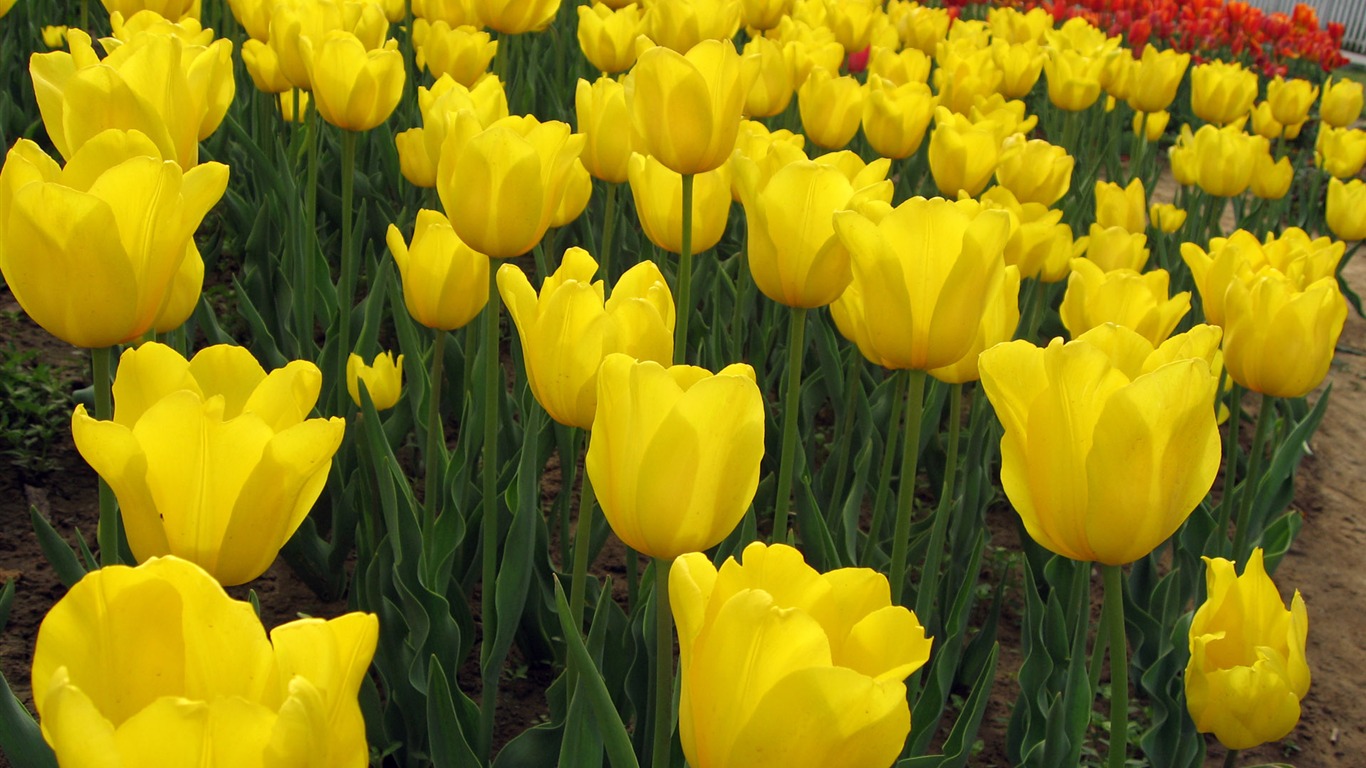 Tulip wallpaper album (3) #11 - 1366x768