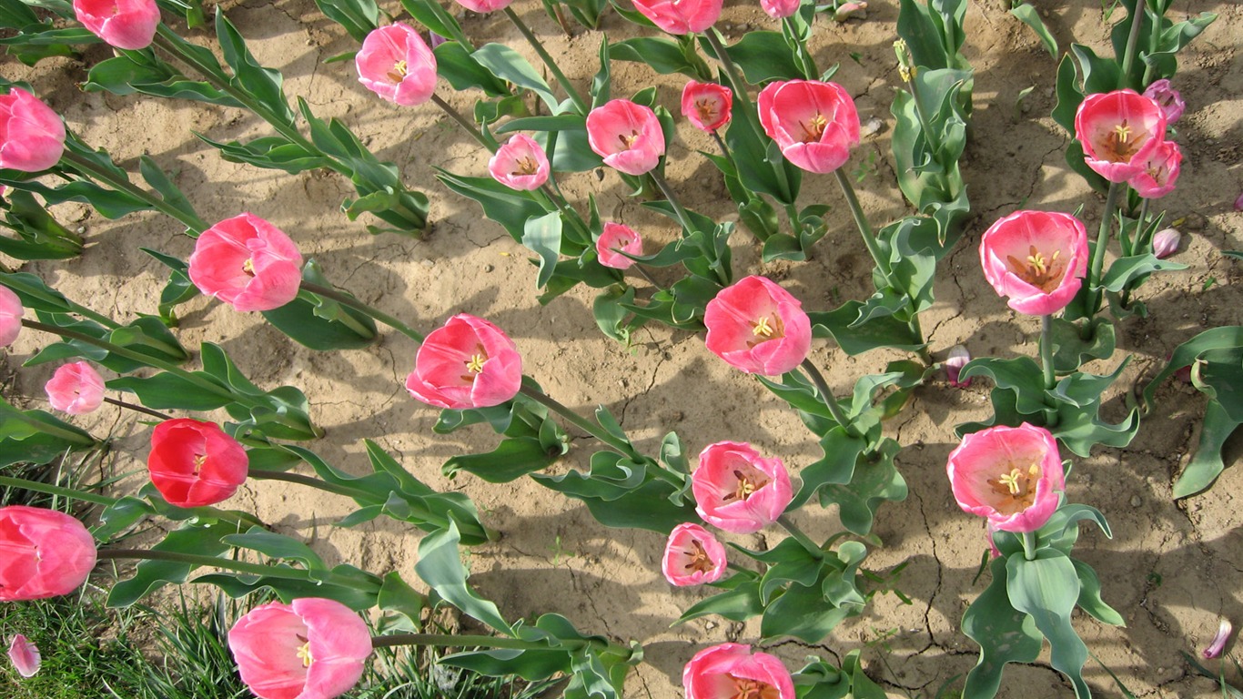 鬱金香 壁紙專輯(三) #20 - 1366x768
