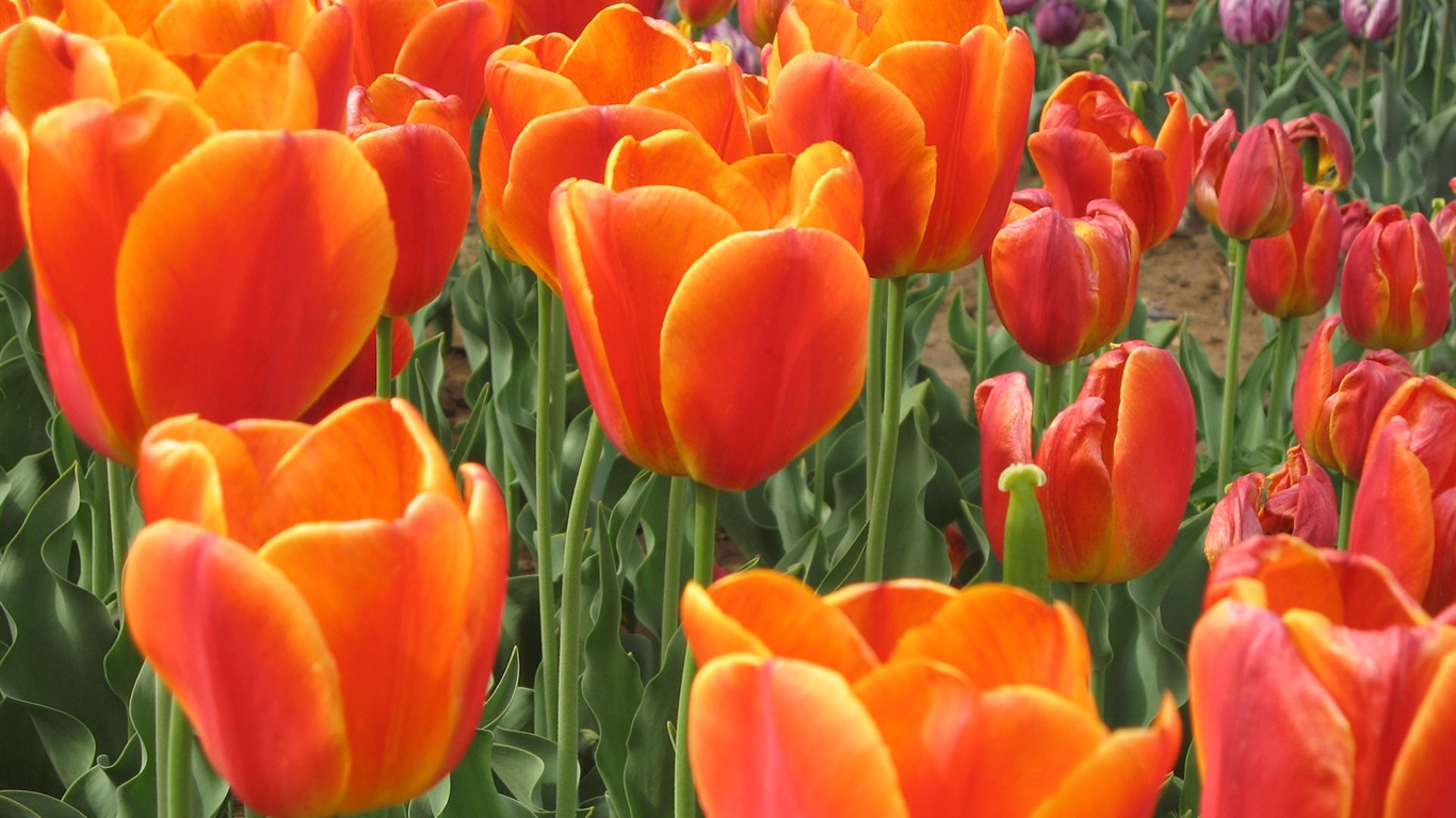 Tulip tapety album (4) #1 - 1366x768