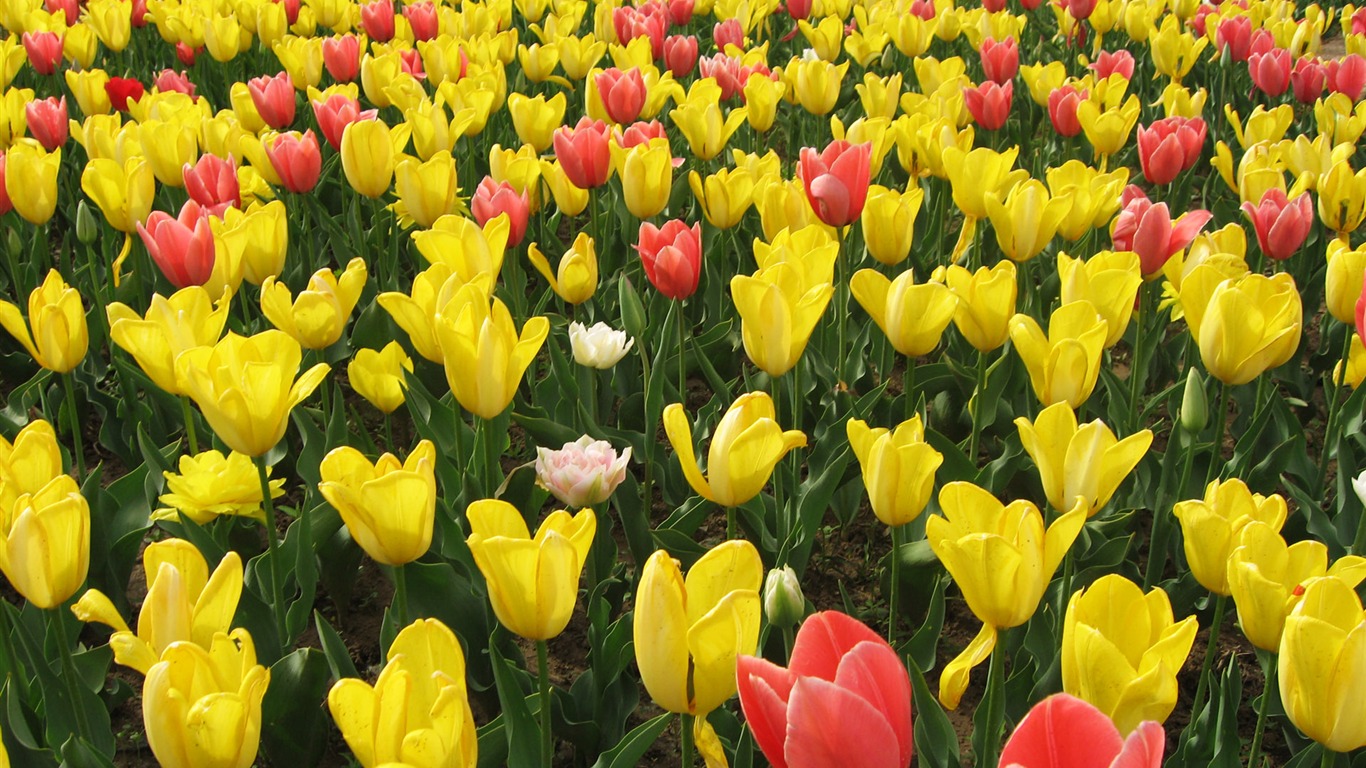 Tulip wallpaper album (4) #3 - 1366x768