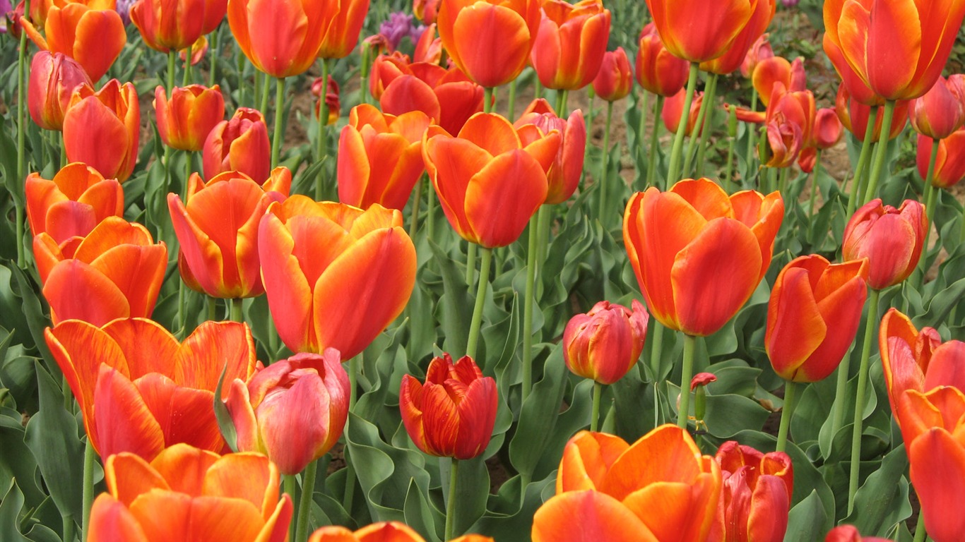 Tulip tapety album (4) #5 - 1366x768