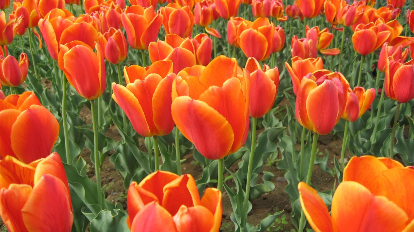 Tulip wallpaper album (4) #6 - 1366x768