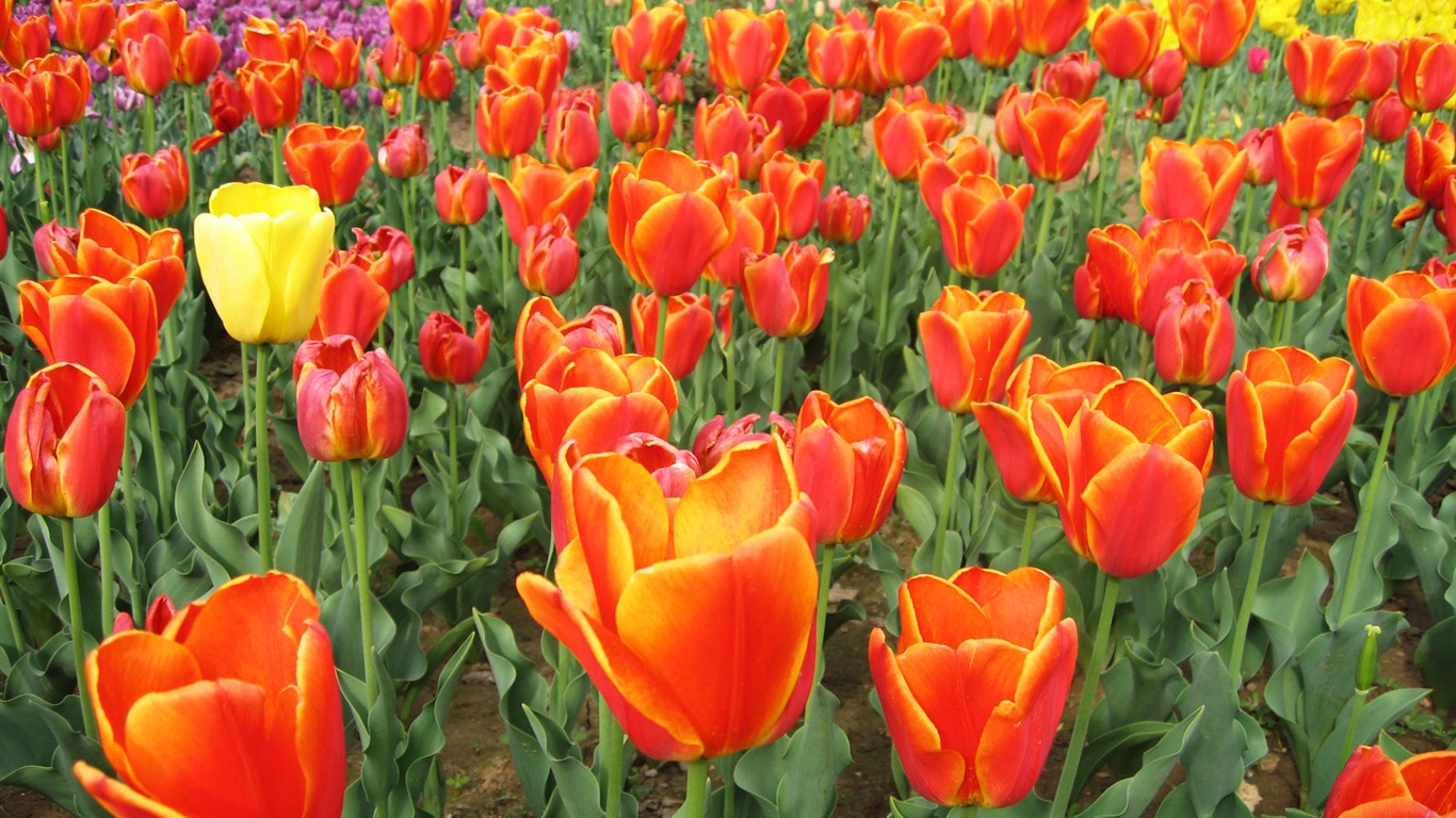 Tulip wallpaper album (4) #7 - 1366x768