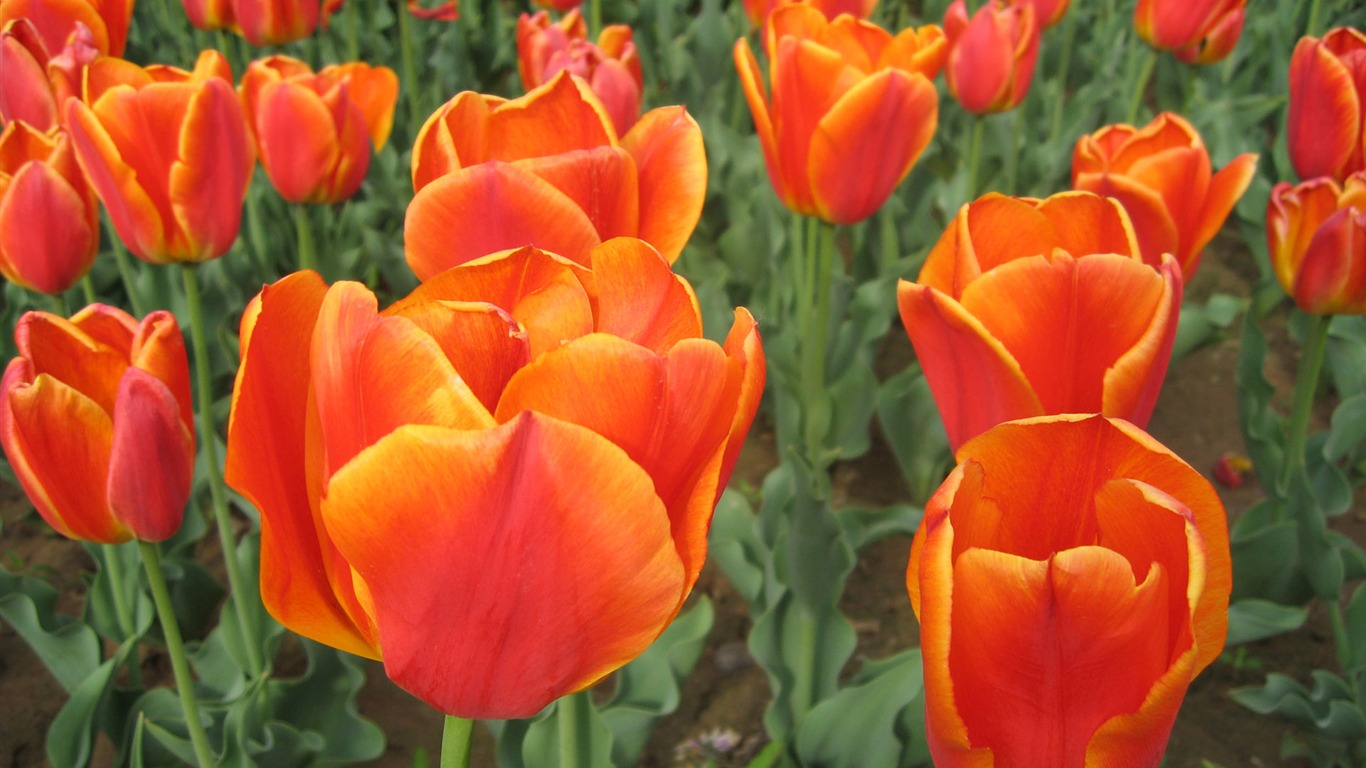 Tulip wallpaper album (4) #9 - 1366x768