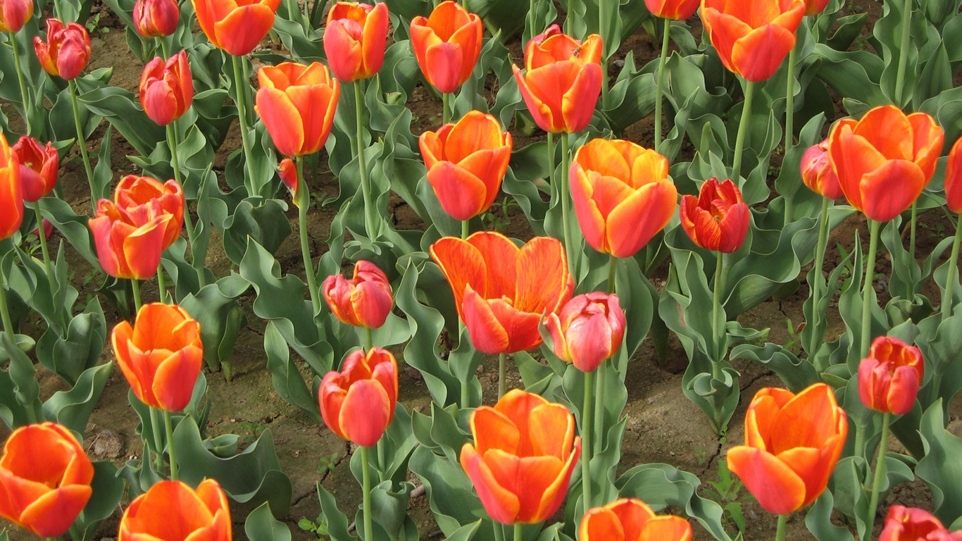 Tulip tapety album (4) #10 - 1366x768