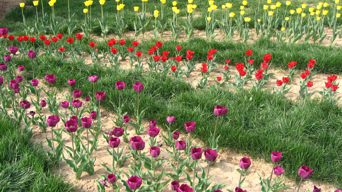 Tulip álbum de fondo de pantalla (4) #15 - 1366x768