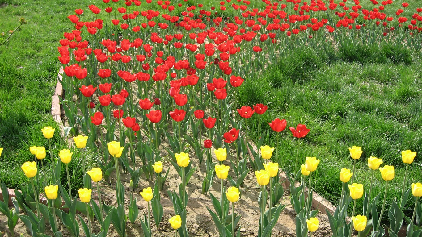 Fond d'écran album Tulip (4) #16 - 1366x768