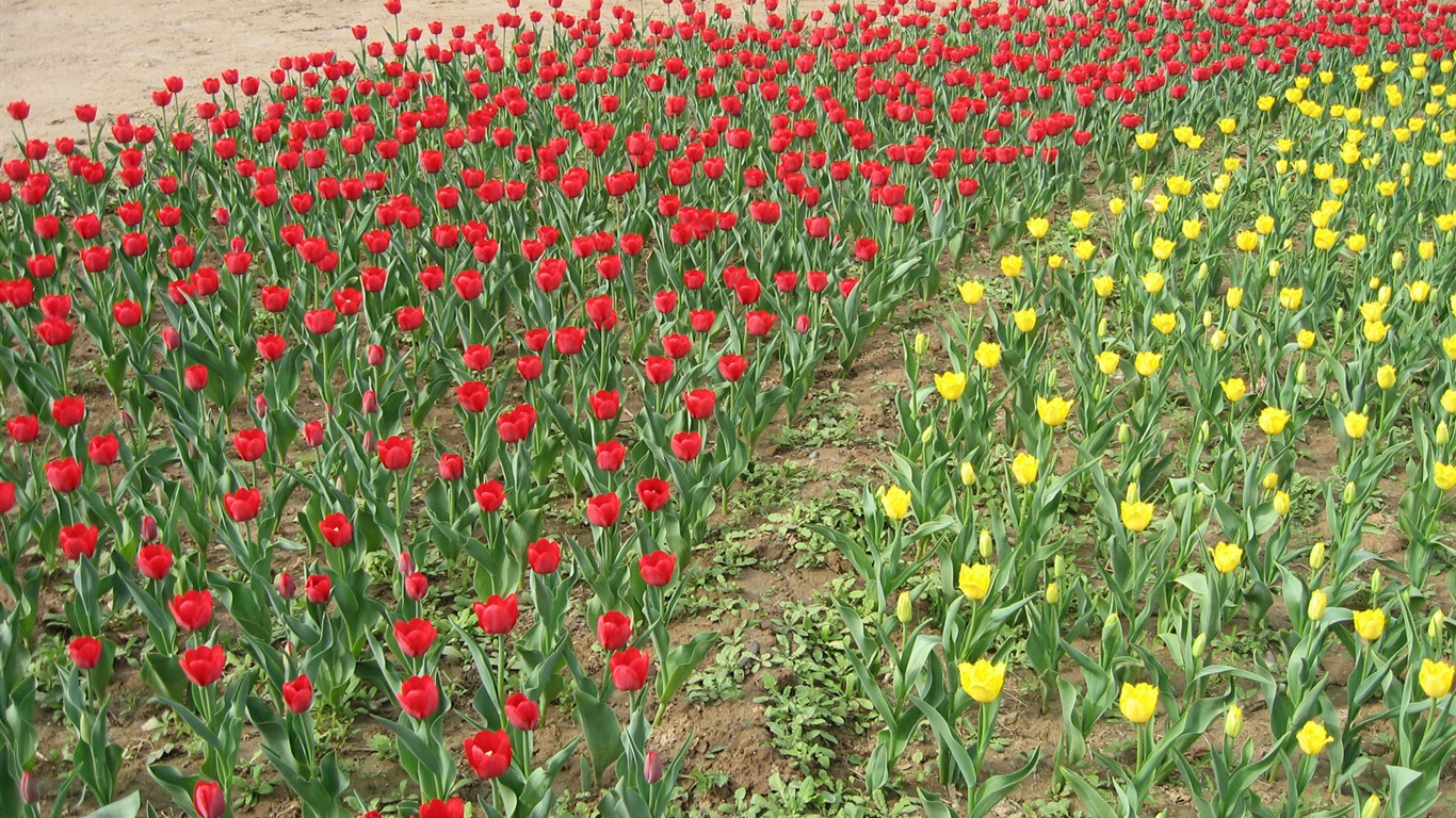 Fond d'écran album Tulip (4) #18 - 1366x768