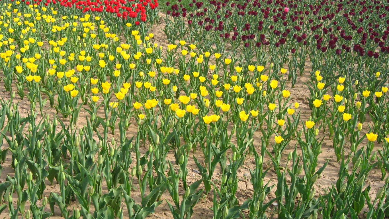 Tulip álbum de fondo de pantalla (4) #19 - 1366x768