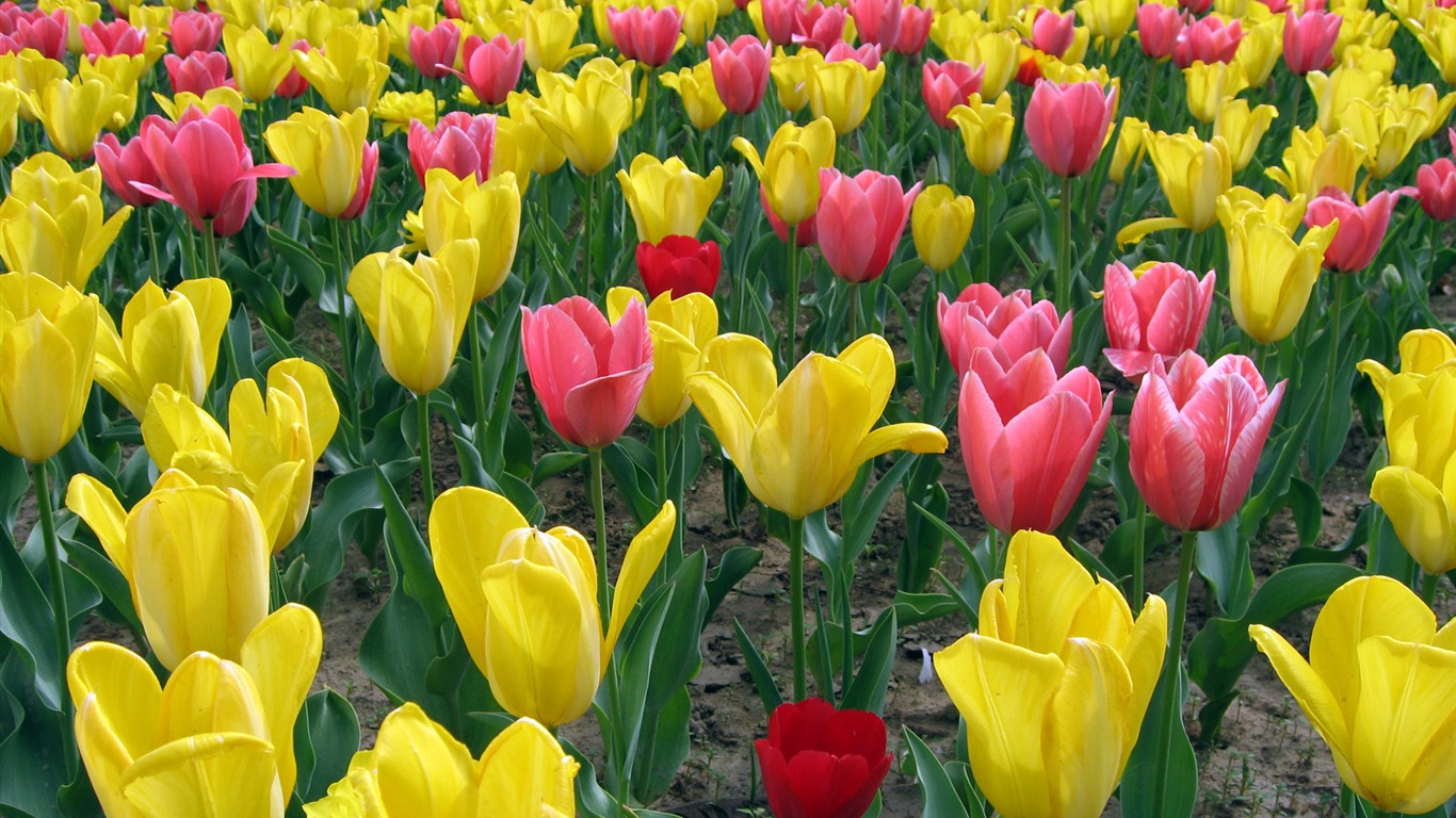 Tulip tapety album (5) #4 - 1366x768