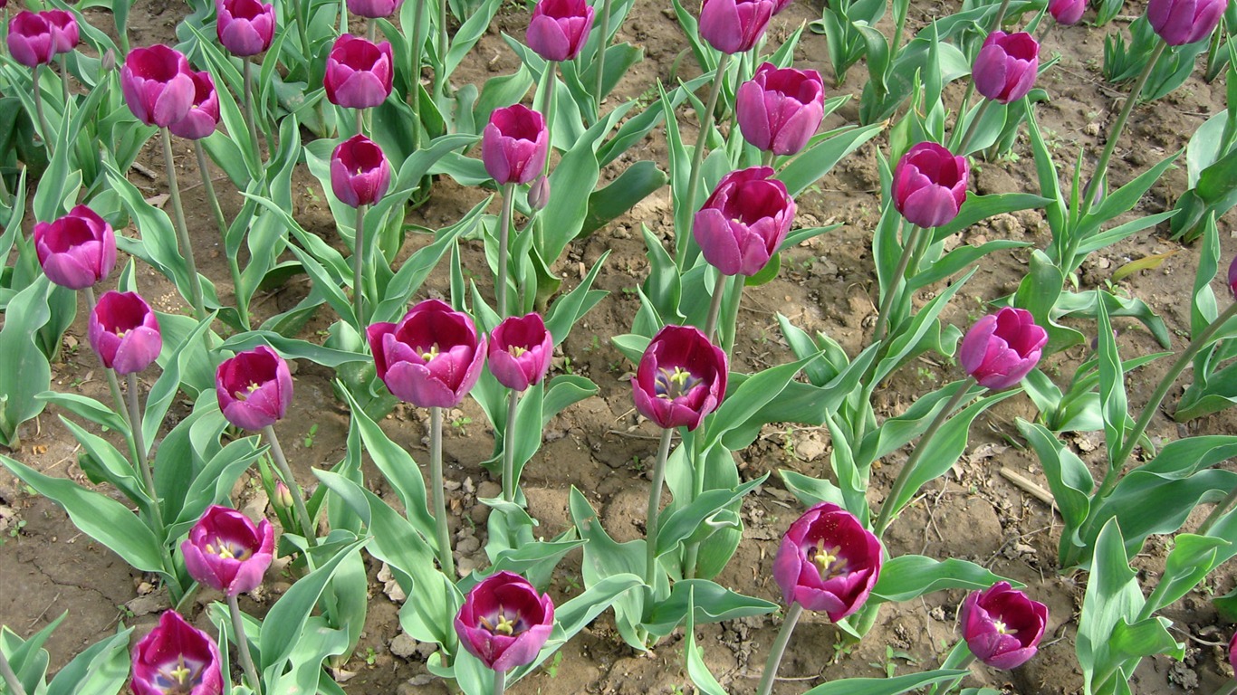 Tulip tapety album (5) #10 - 1366x768