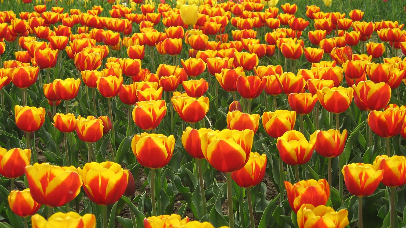 Tulip tapety album (5) #17 - 1366x768