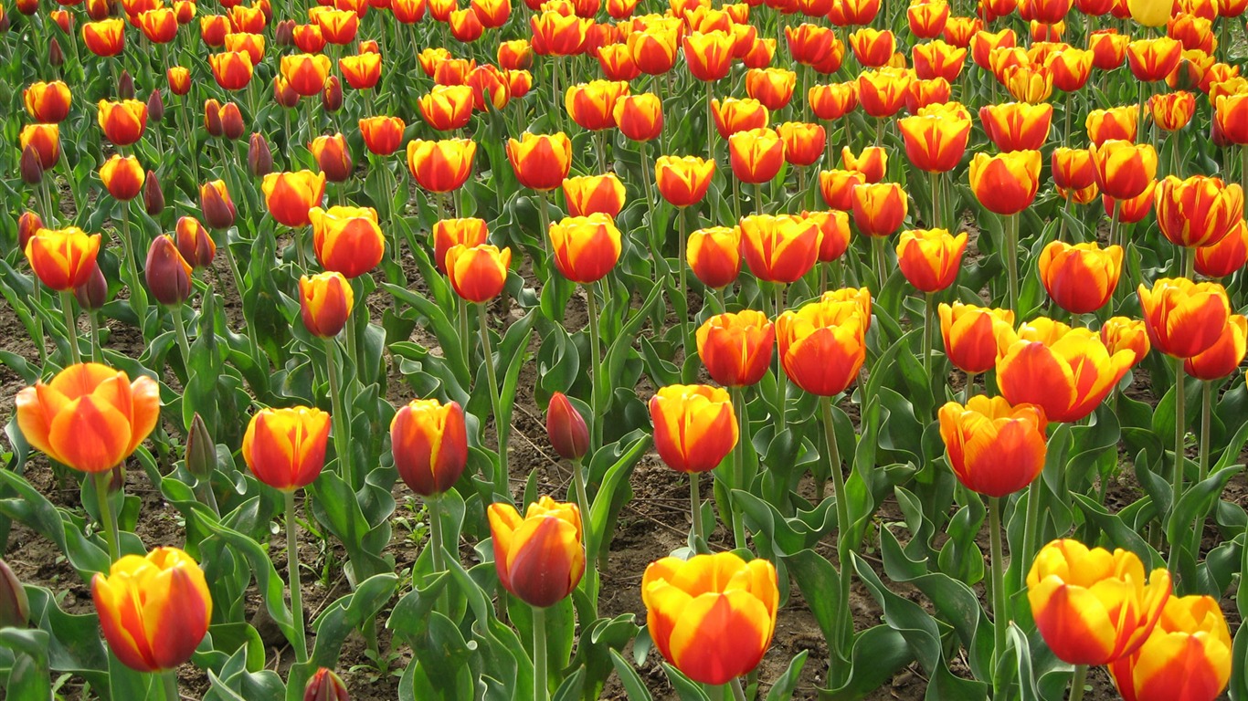 Tulip tapety album (5) #18 - 1366x768