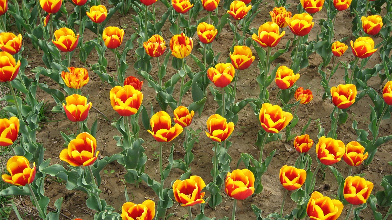 Tulip tapety album (5) #20 - 1366x768