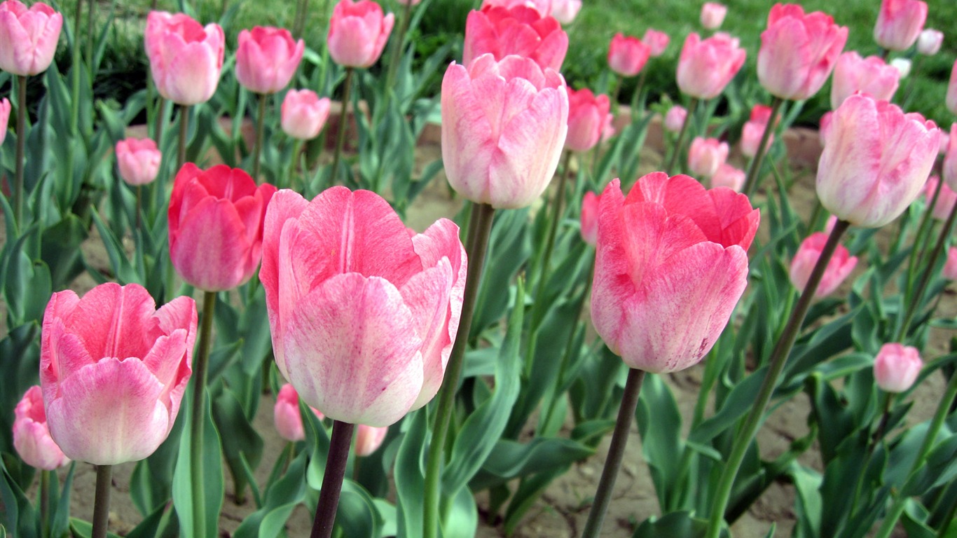 Tulip wallpaper album (6) #1 - 1366x768