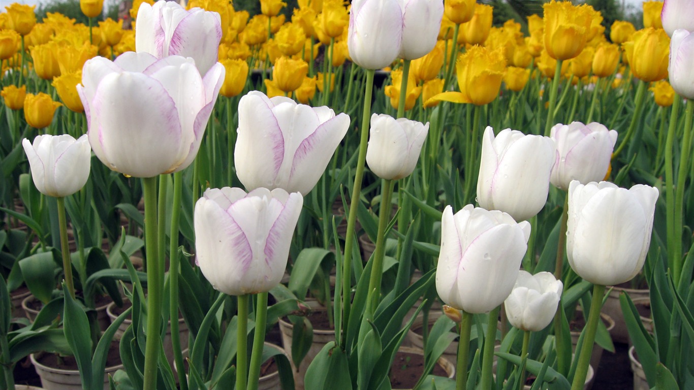 Tulip tapety album (6) #2 - 1366x768