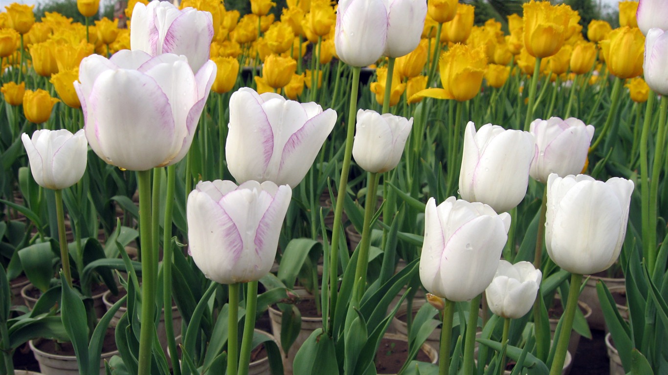 Tulip wallpaper album (6) #2 - 1366x768