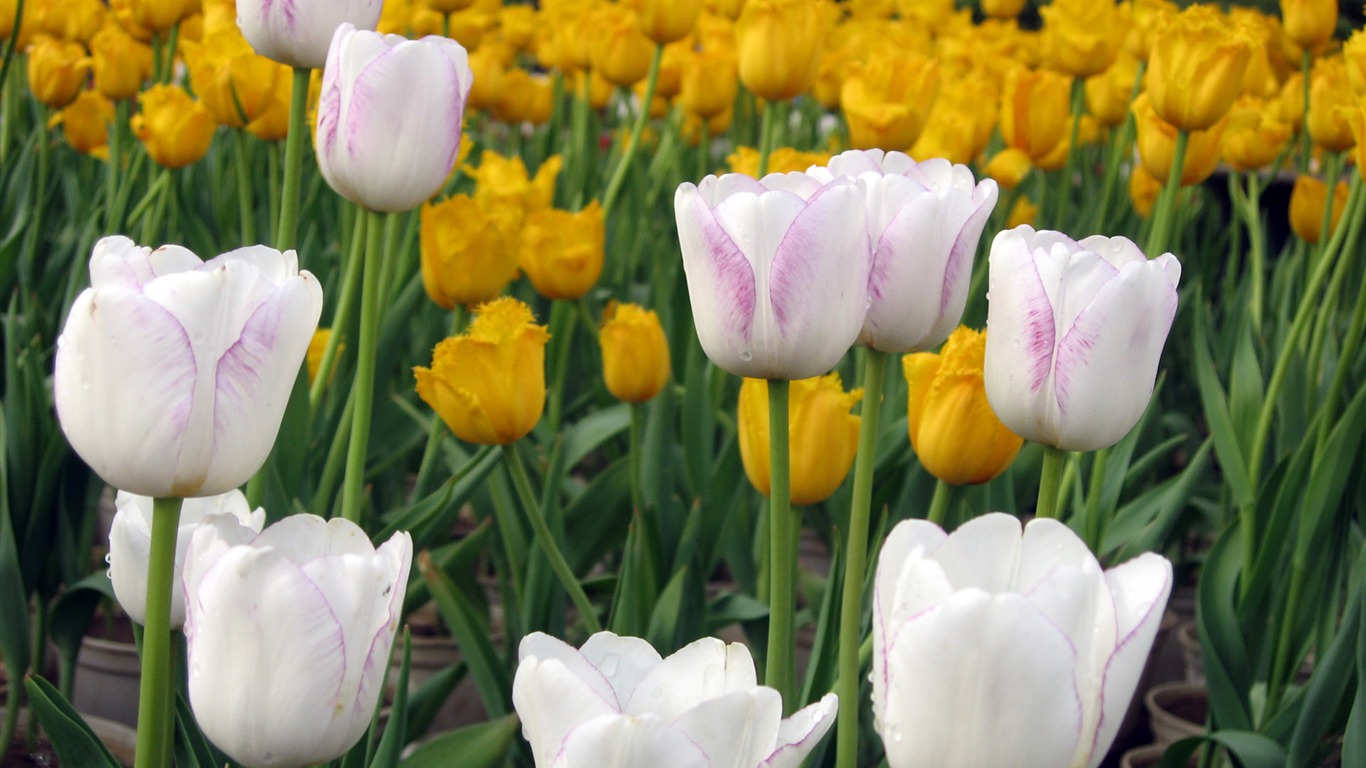 Tulip wallpaper album (6) #3 - 1366x768