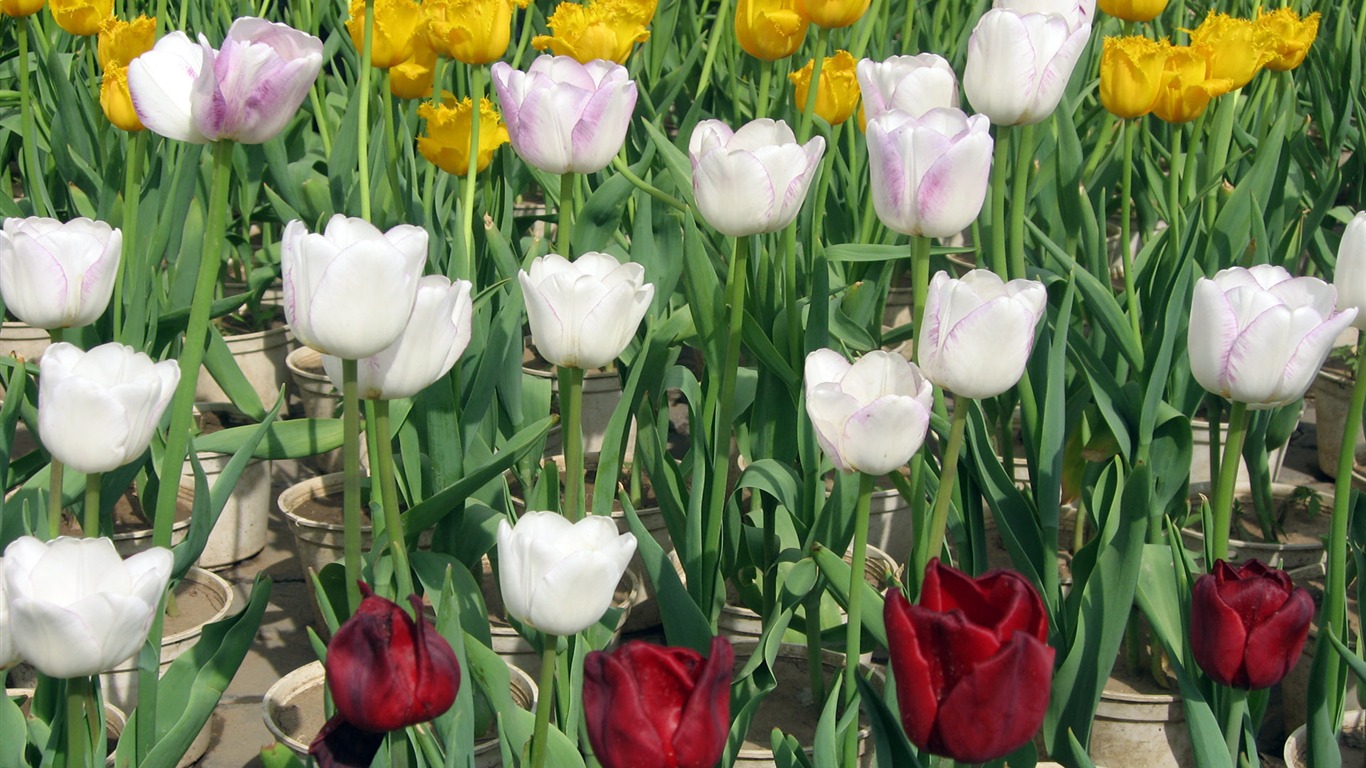 Tulip tapety album (6) #4 - 1366x768