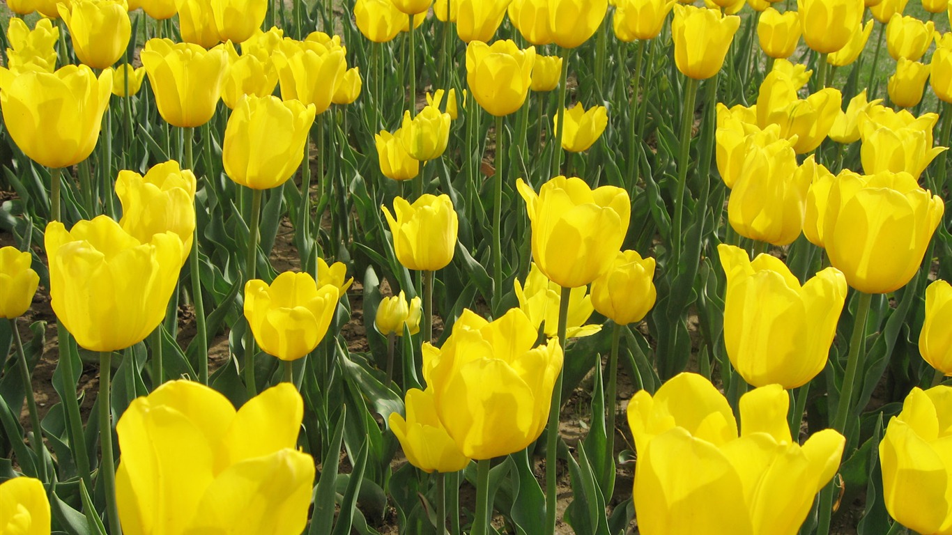 Tulip tapety album (6) #6 - 1366x768
