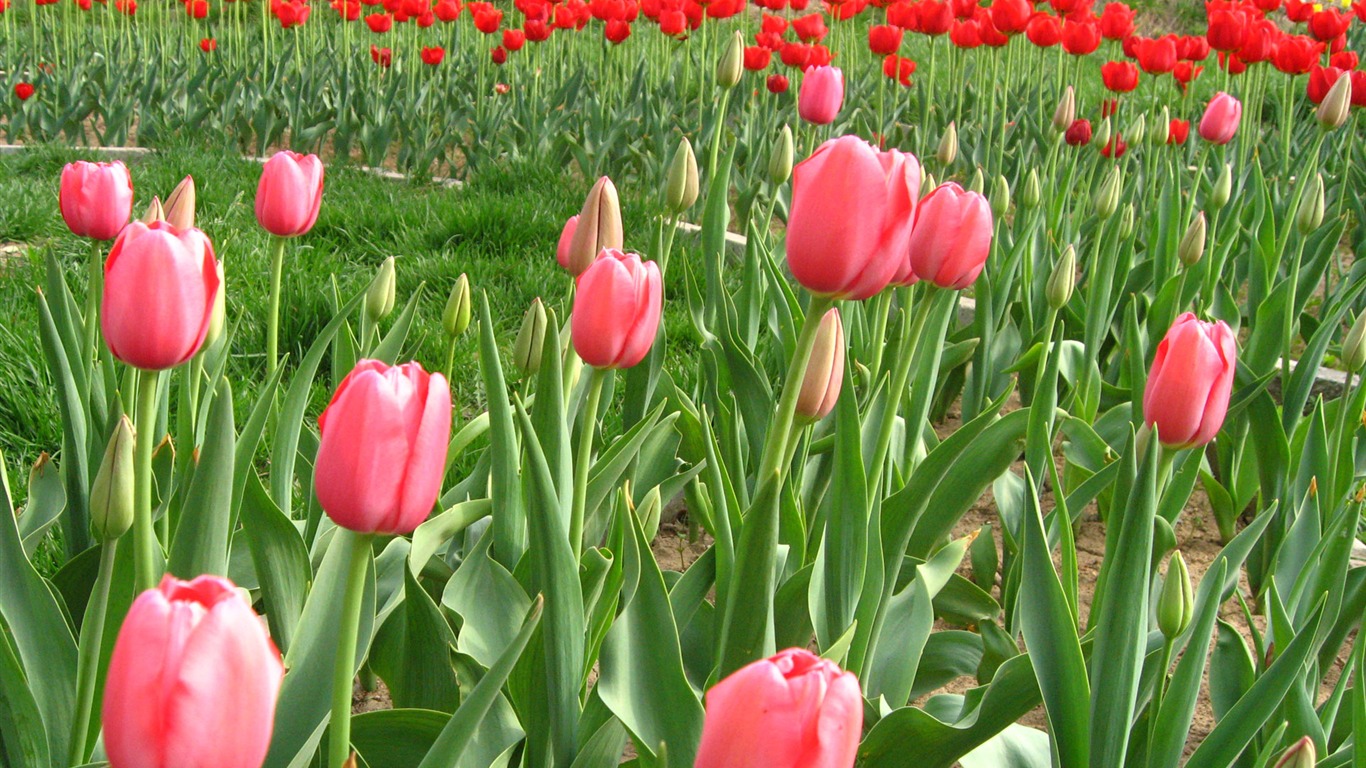 Tulip álbum de fondo de pantalla (6) #7 - 1366x768