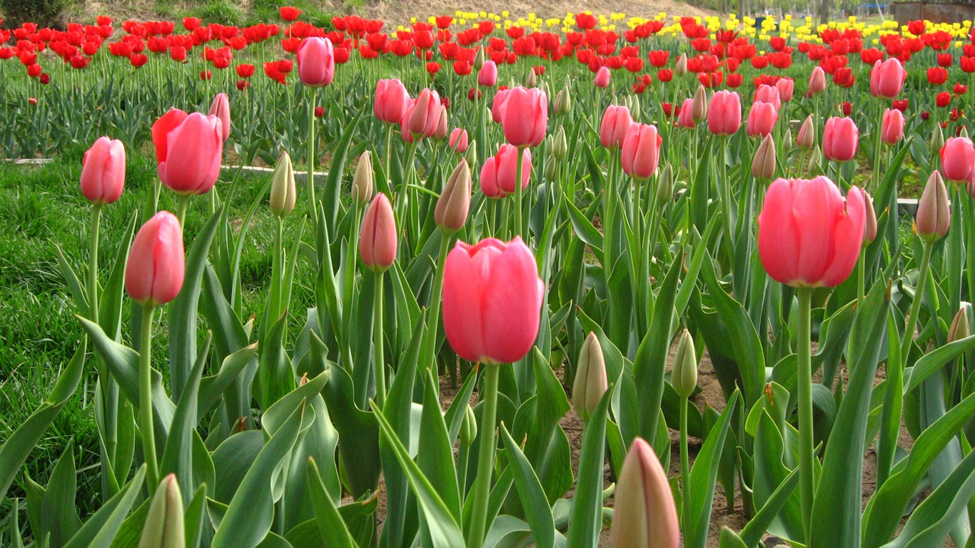 Tulip wallpaper album (6) #8 - 1366x768