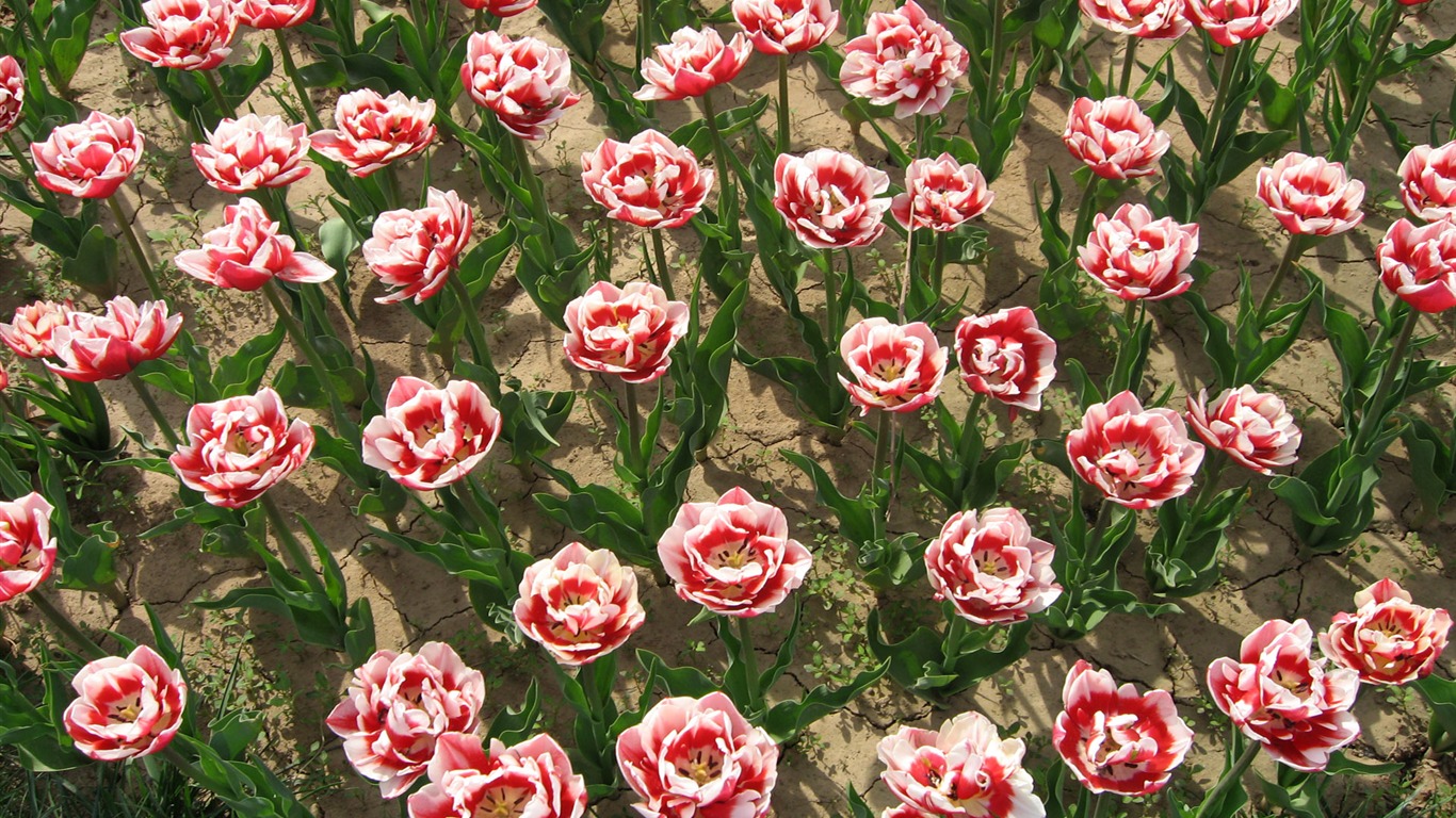Tulip tapety album (6) #11 - 1366x768