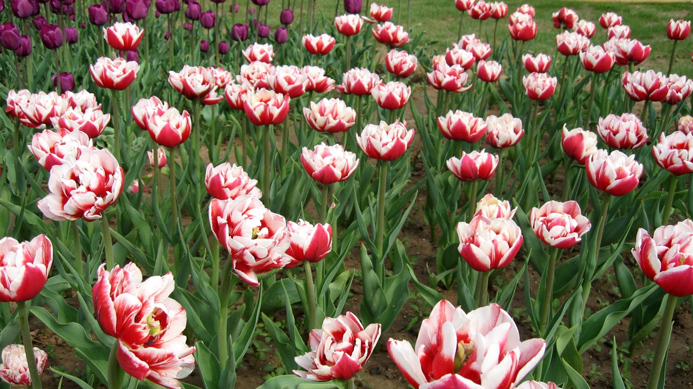 Tulip tapety album (6) #13 - 1366x768