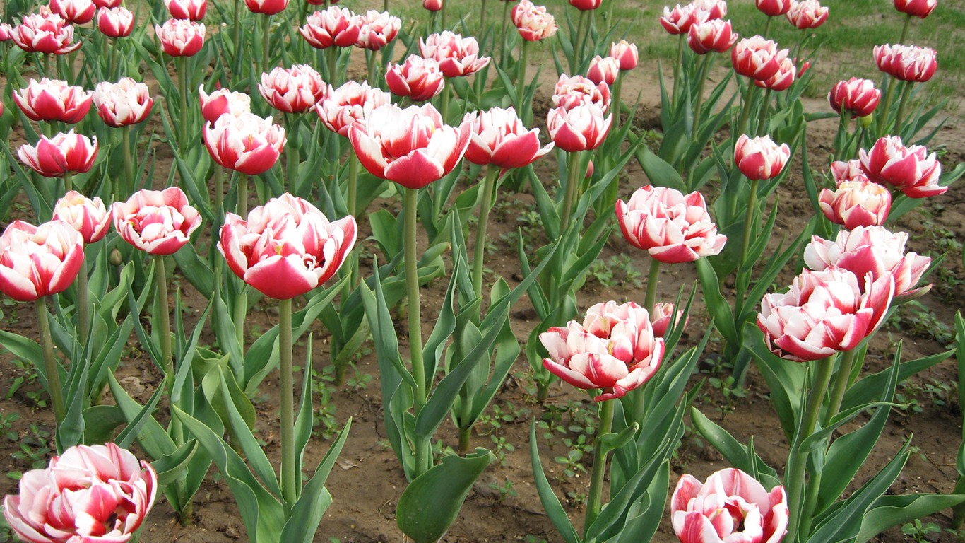 Tulip wallpaper album (6) #14 - 1366x768