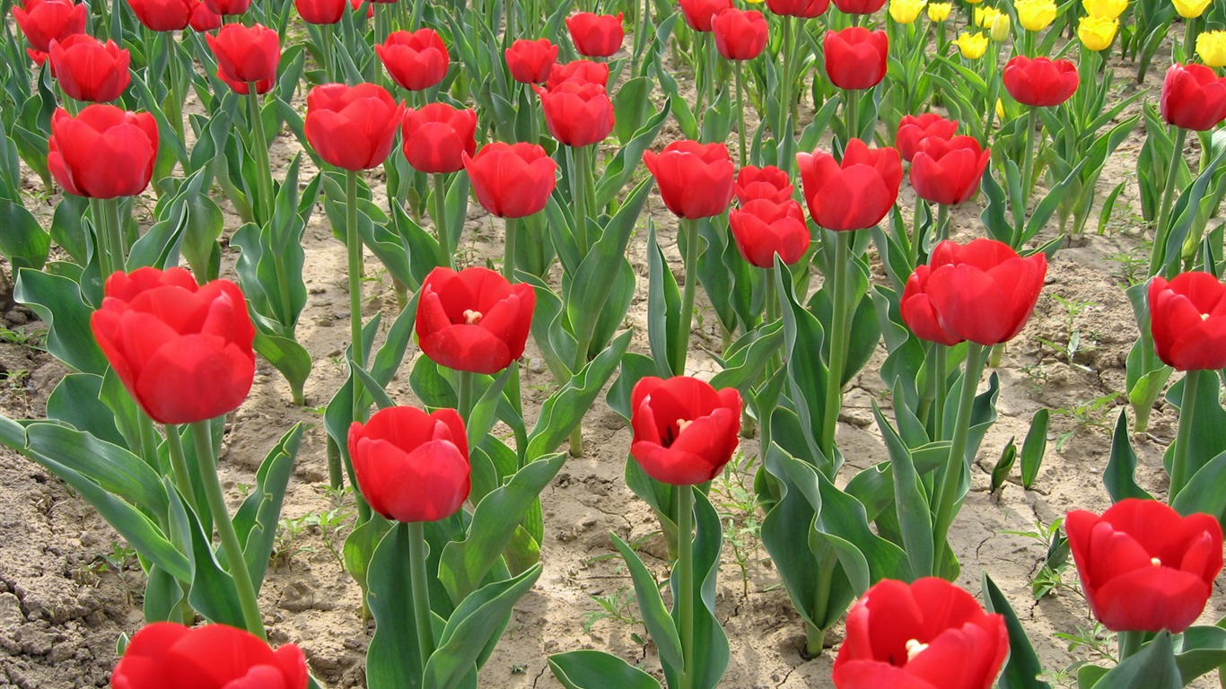 Fond d'écran album Tulip (6) #16 - 1366x768