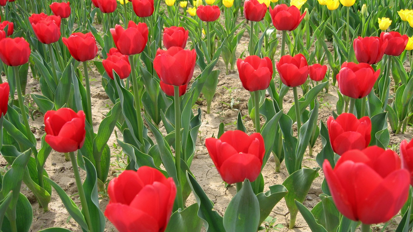 Fond d'écran album Tulip (6) #17 - 1366x768