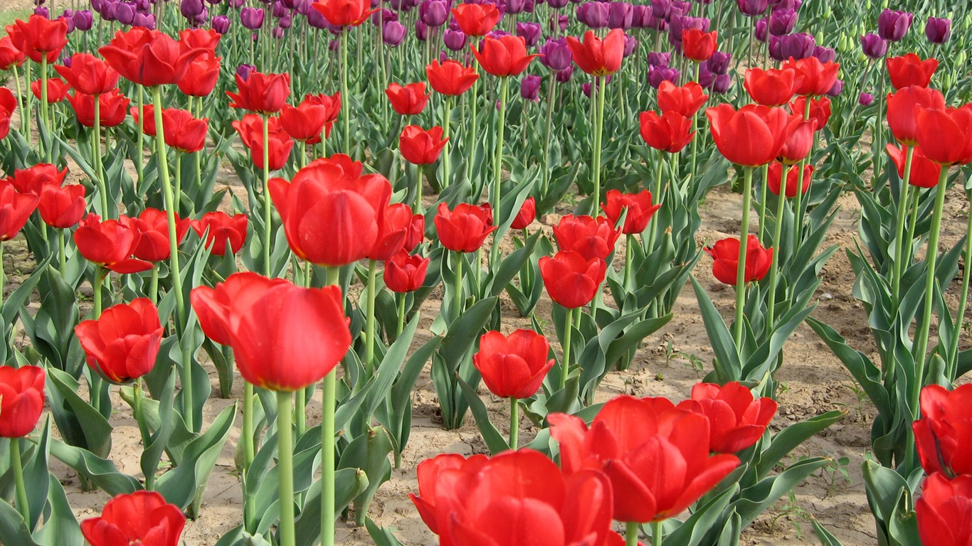 Tulip wallpaper album (6) #18 - 1366x768