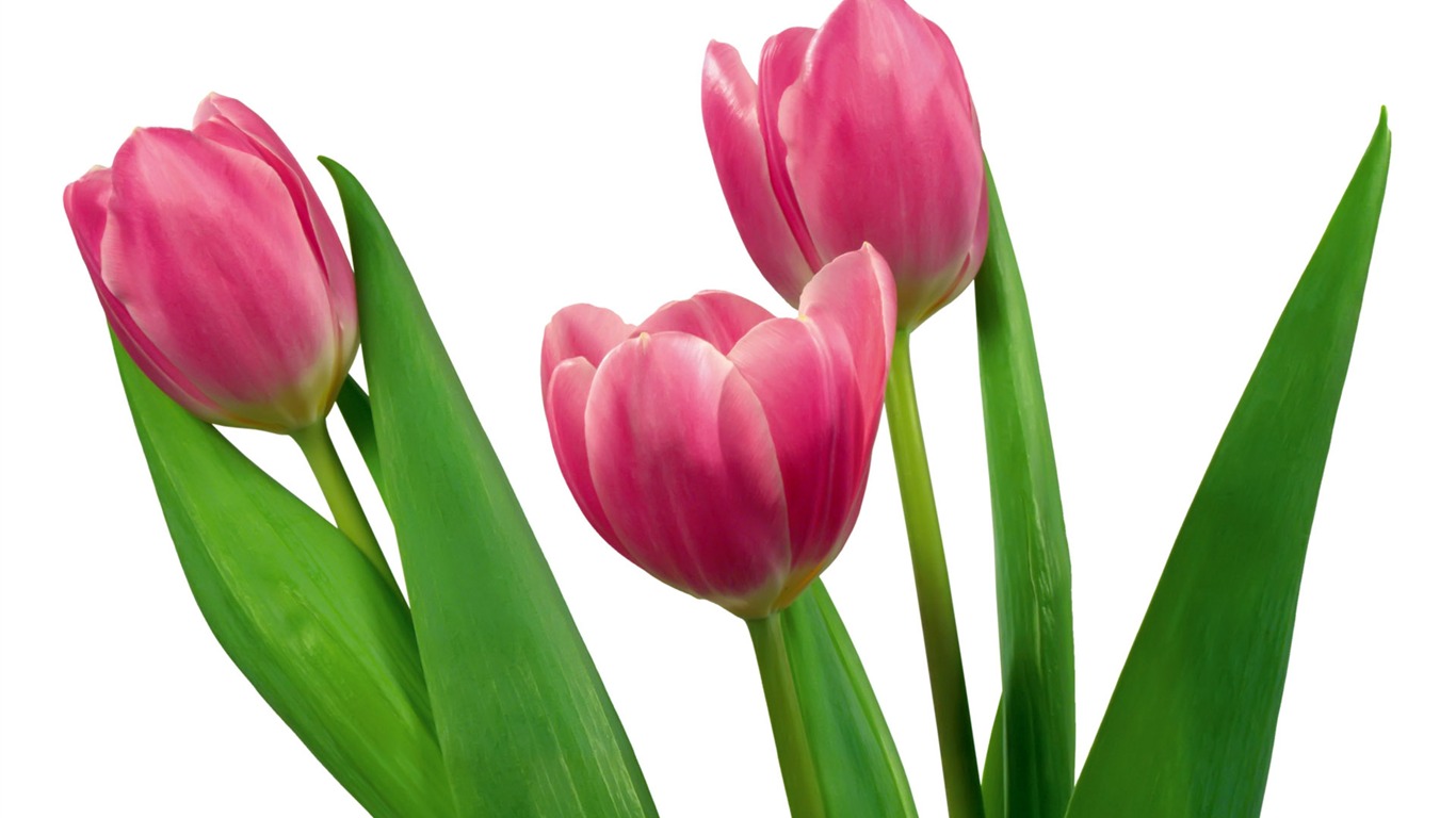 Tulip wallpaper album (7) #1 - 1366x768