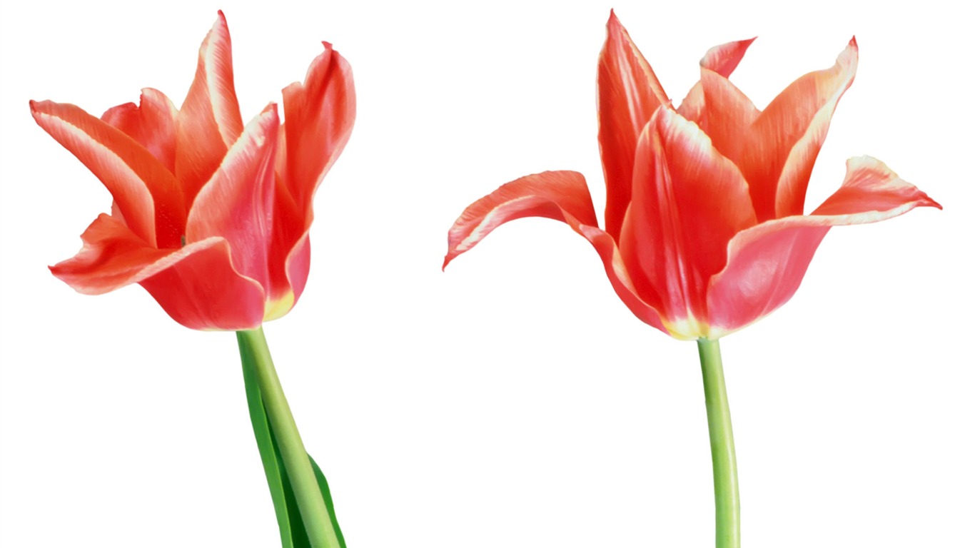 Tulip wallpaper album (7) #2 - 1366x768