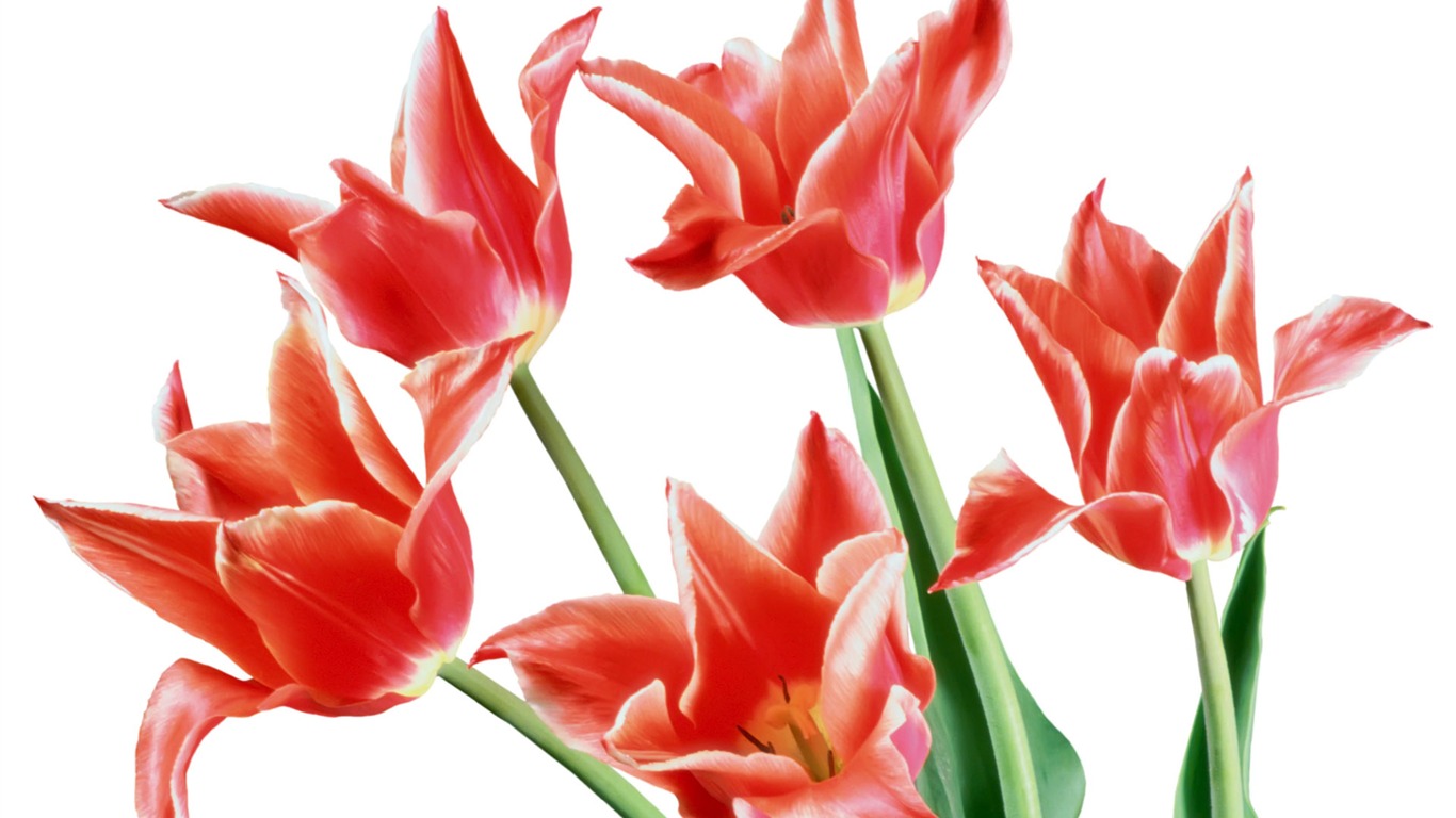 Tulip wallpaper album (7) #3 - 1366x768