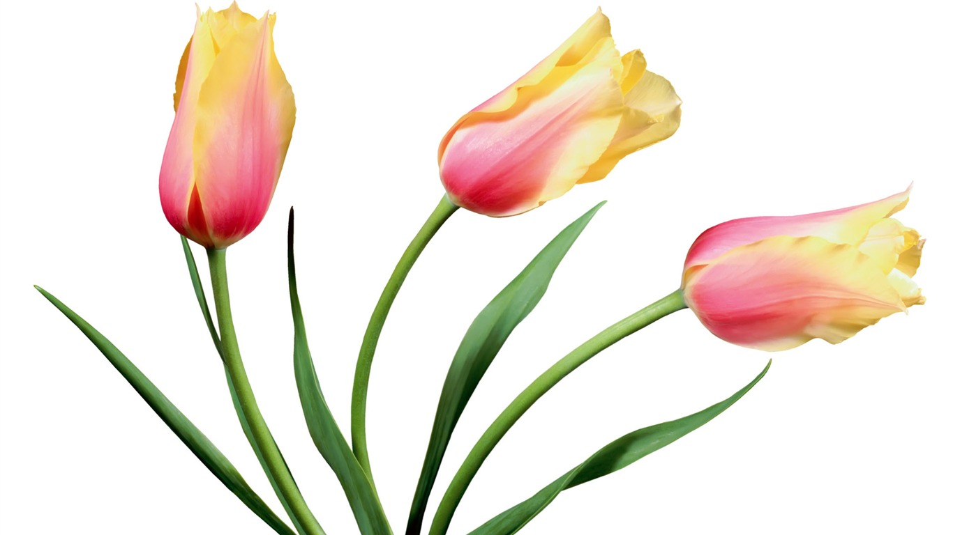 Tulip wallpaper album (7) #4 - 1366x768