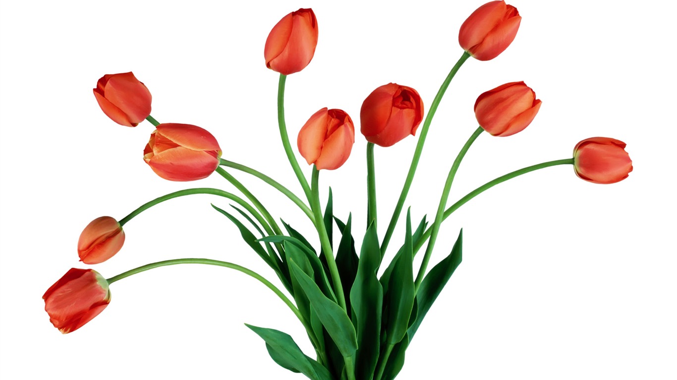 Tulip wallpaper album (7) #5 - 1366x768