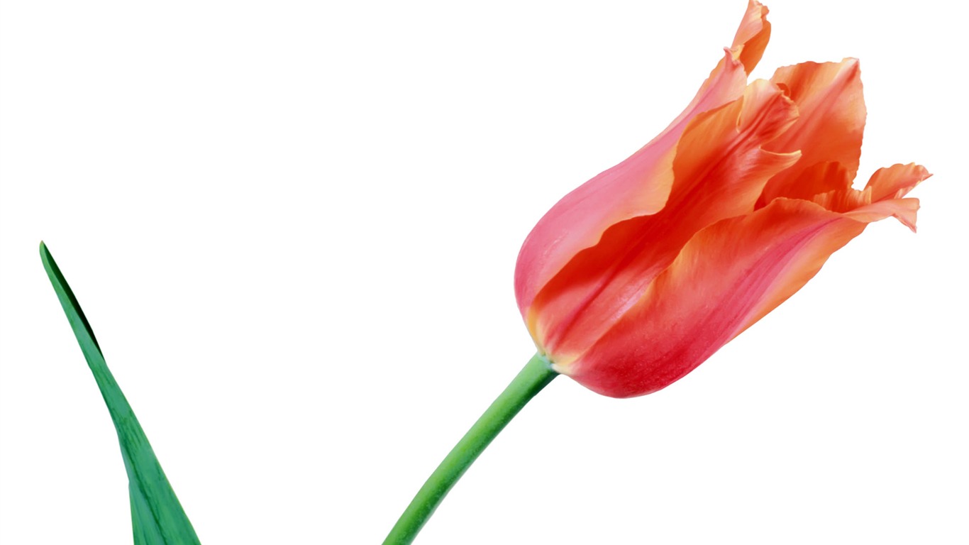 Tulip wallpaper album (7) #7 - 1366x768