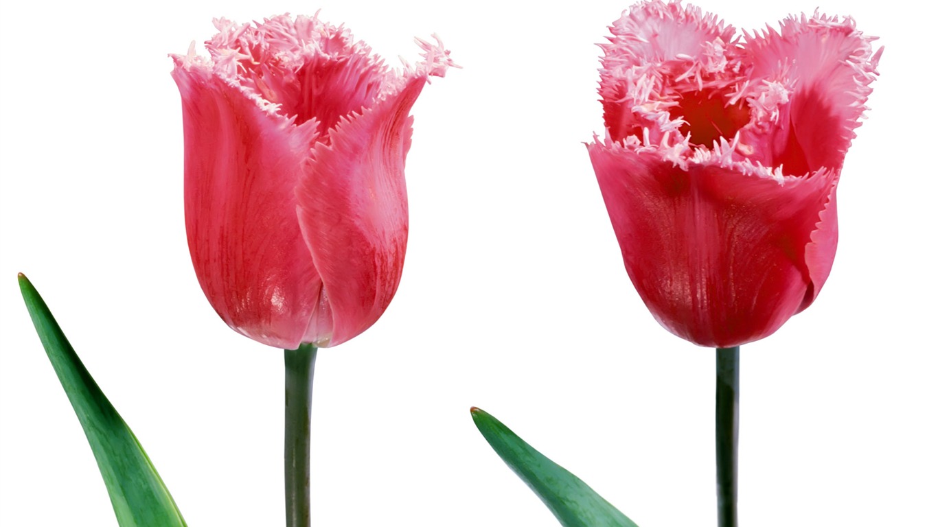 Tulip wallpaper album (7) #8 - 1366x768