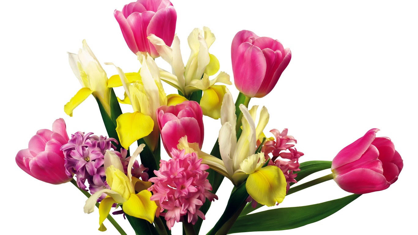 Tulip tapety album (7) #10 - 1366x768