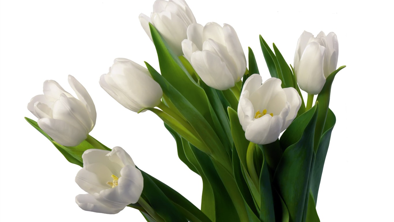 Tulip wallpaper album (7) #11 - 1366x768