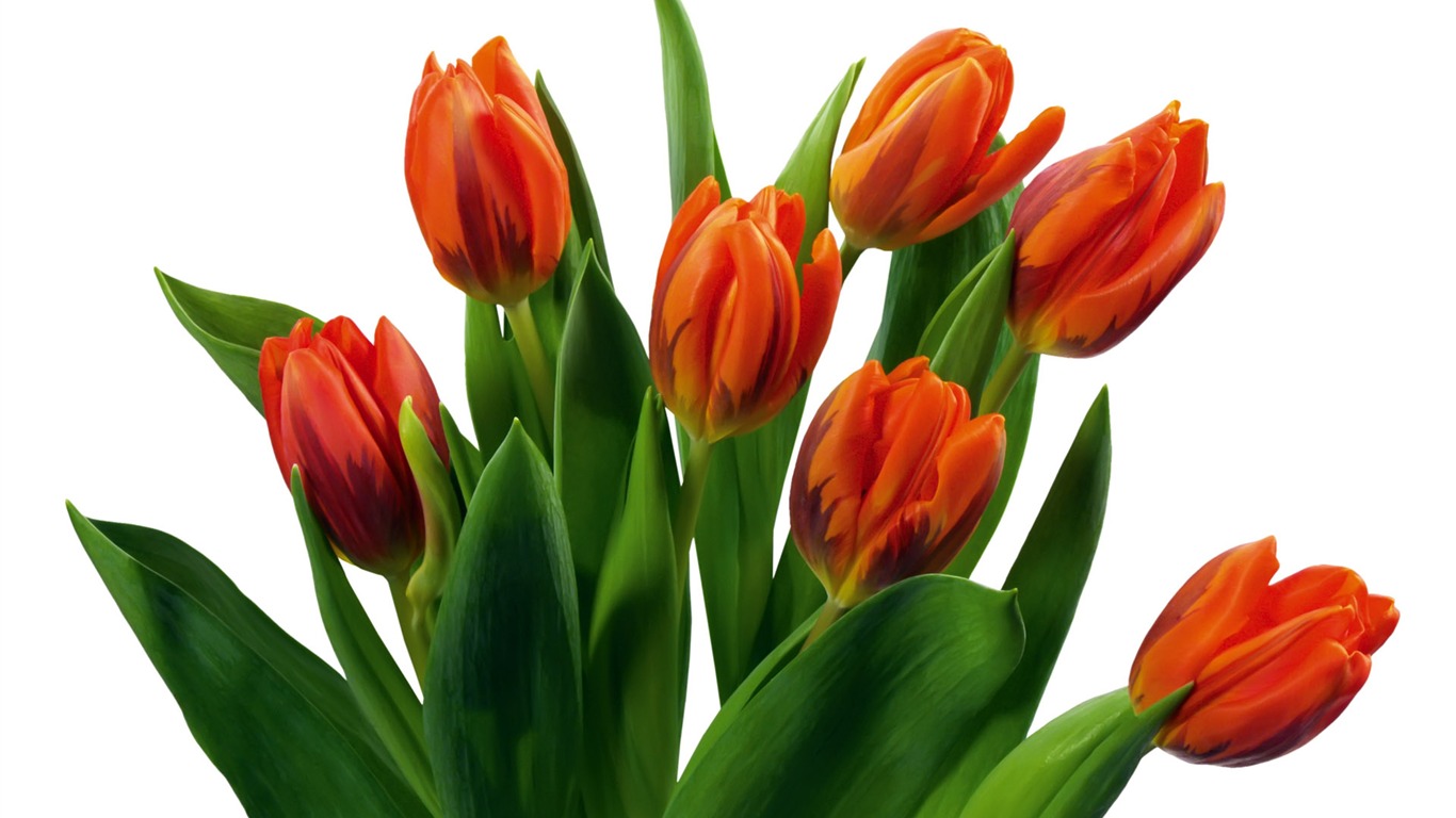 Tulip wallpaper album (7) #12 - 1366x768